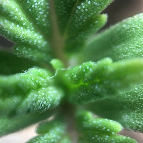 Super Lemon Haze #2 growlog photo: Identificamos com microscópio o que parecem ser ovos de spider mites. Embaixo das folhas há também alguns pontos pretos. Não conseguimos usar o microscópio na parte debaixo.