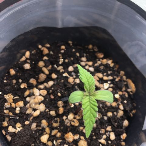 Super Lemon Haze #2 growlog timeline photo