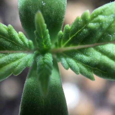 Super Lemon Haze #2 growlog photo: Identificamos com microscópio o que parecem ser ovos de spider mites. Embaixo das folhas há também alguns pontos pretos. Não conseguimos usar o microscópio na parte debaixo.