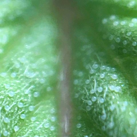 Super Lemon Haze #2 growlog photo: Identificamos com microscópio o que parecem ser ovos de spider mites. Embaixo das folhas há também alguns pontos pretos. Não conseguimos usar o microscópio na parte debaixo.