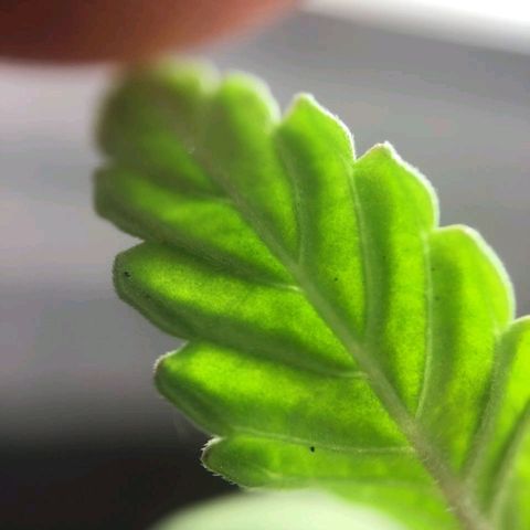 Super Lemon Haze #2 growlog photo: Identificamos com microscópio o que parecem ser ovos de spider mites. Embaixo das folhas há também alguns pontos pretos. Não conseguimos usar o microscópio na parte debaixo.