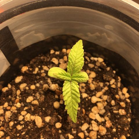 Super Lemon Haze #2 growlog timeline photo