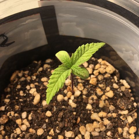 Super Lemon Haze #2 growlog timeline photo