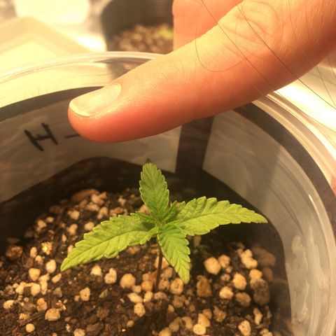 Super Lemon Haze #2 growlog timeline photo