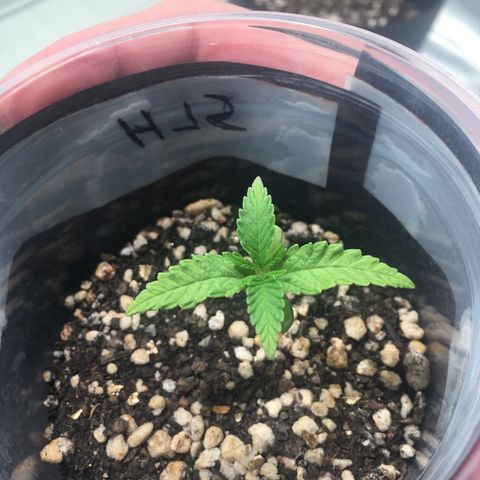 Super Lemon Haze #2 growlog timeline photo
