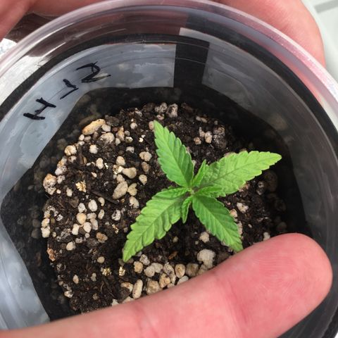 Super Lemon Haze #2 growlog timeline photo