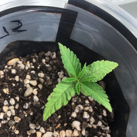 Super Lemon Haze #2 growlog timeline photo
