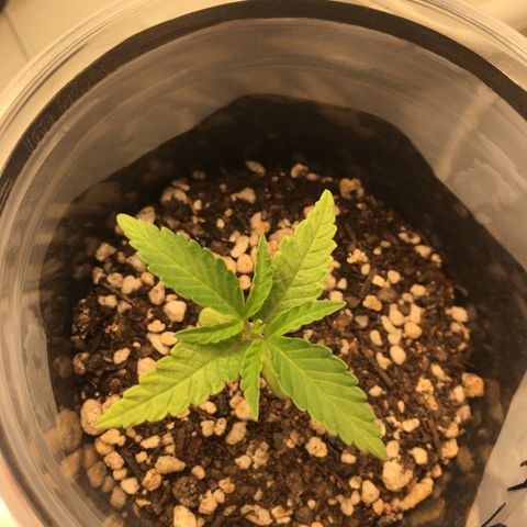 Super Lemon Haze #2 growlog timeline photo