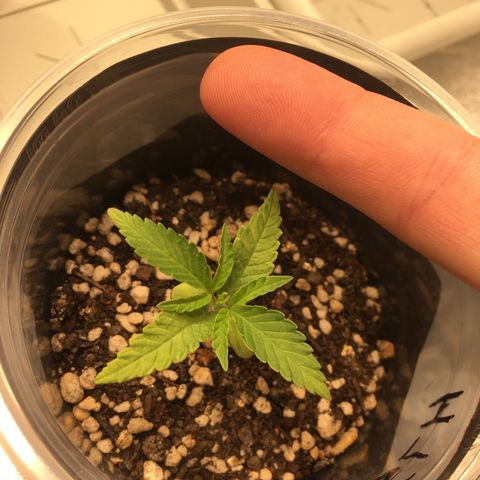 Super Lemon Haze #2 growlog timeline photo