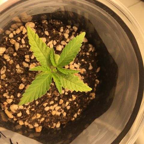 Super Lemon Haze #2 growlog timeline photo