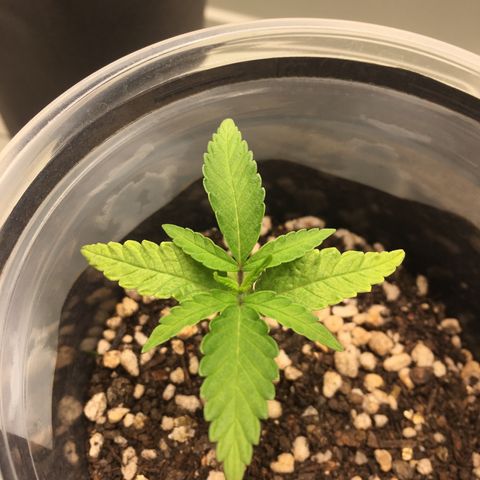 Super Lemon Haze #2 growlog timeline photo