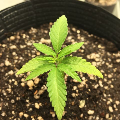 Super Lemon Haze #2 growlog timeline photo