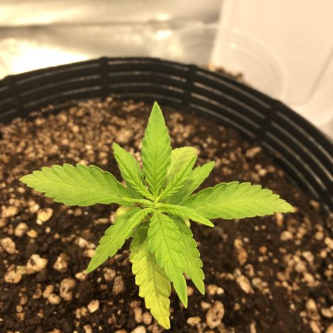 Super Lemon Haze #2 growlog timeline photo