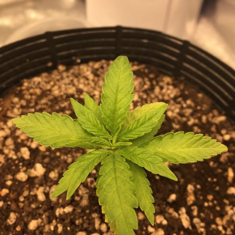 Super Lemon Haze #2 growlog timeline photo