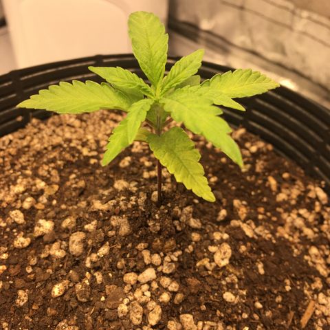 Super Lemon Haze #2 growlog timeline photo