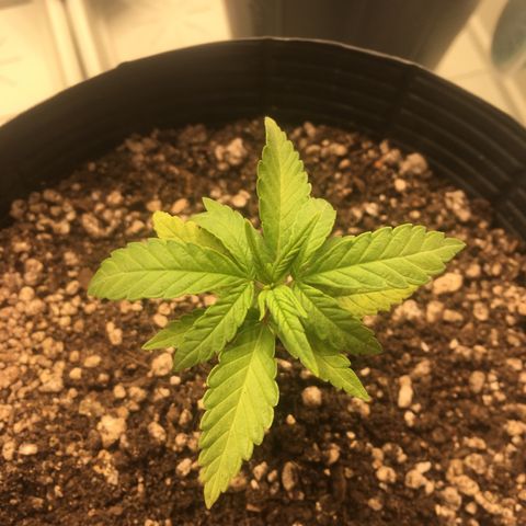 Super Lemon Haze #2 growlog timeline photo