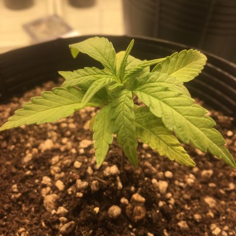 Super Lemon Haze #2 growlog timeline photo