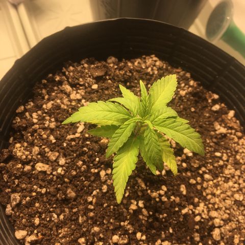 Super Lemon Haze #2 growlog timeline photo