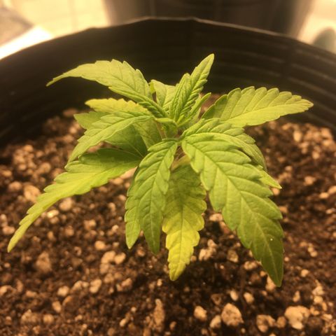 Super Lemon Haze #2 growlog timeline photo