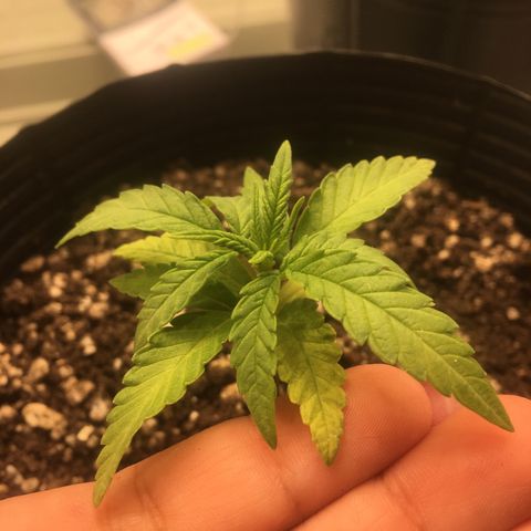 Super Lemon Haze #2 growlog timeline photo