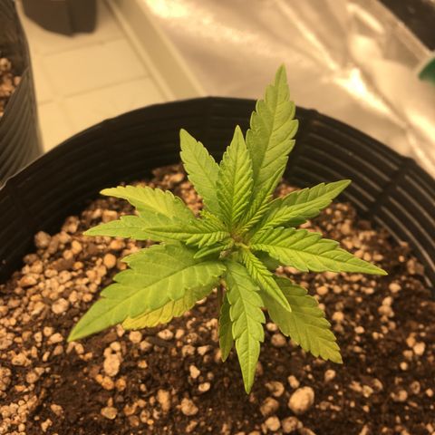 Super Lemon Haze #2 growlog timeline photo