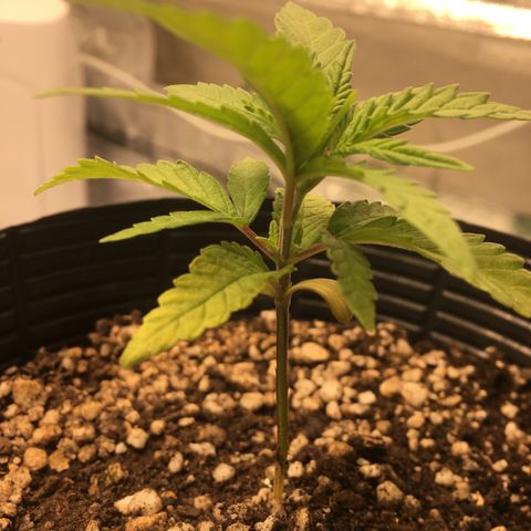 Super Lemon Haze #2 growlog timeline photo