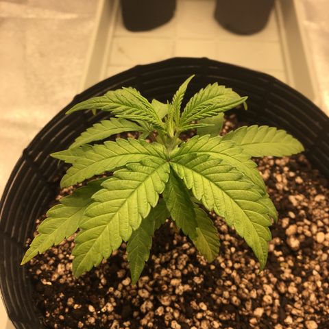 Super Lemon Haze #2 growlog timeline photo