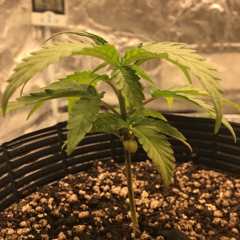 Super Lemon Haze #2 growlog timeline photo