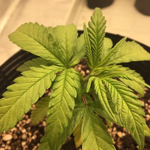 Super Lemon Haze #2 growlog timeline photo