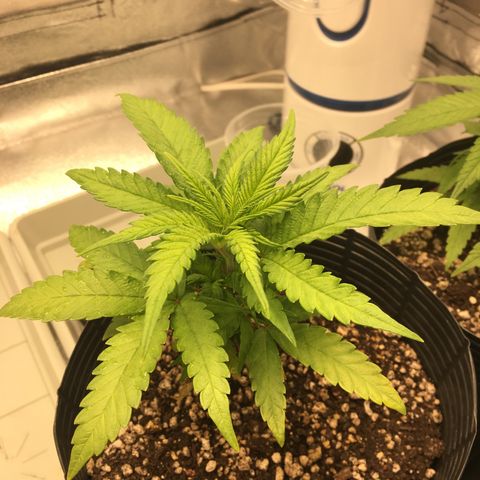 Super Lemon Haze #2 growlog timeline photo