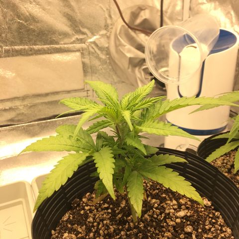 Super Lemon Haze #2 growlog timeline photo