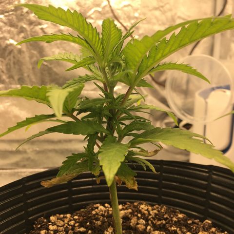 Super Lemon Haze #2 growlog timeline photo