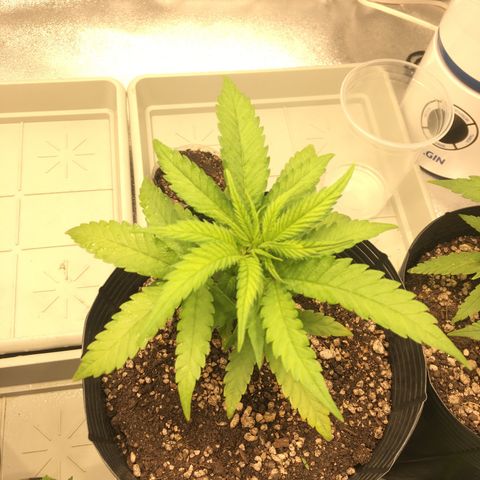 Super Lemon Haze #2 growlog timeline photo