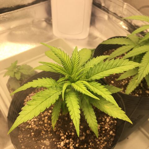 Super Lemon Haze #2 growlog timeline photo