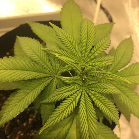 Super Lemon Haze #2 growlog timeline photo