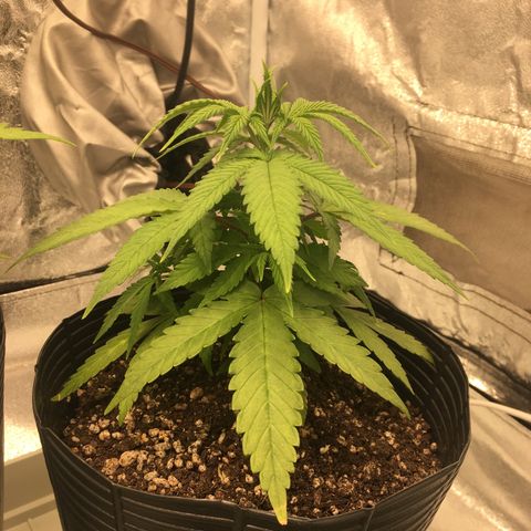 Super Lemon Haze #2 growlog timeline photo