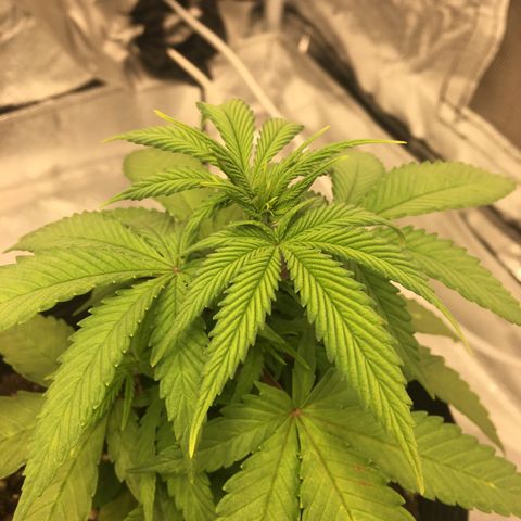 Super Lemon Haze #2 growlog timeline photo
