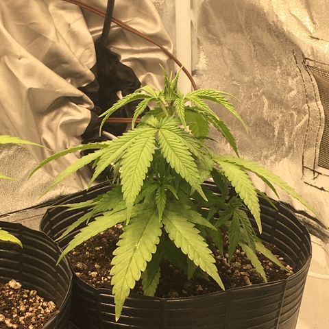 Super Lemon Haze #2 growlog timeline photo