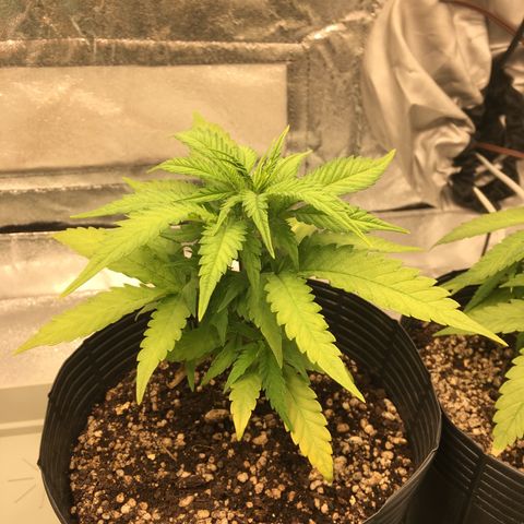 Super Lemon Haze #2 growlog timeline photo