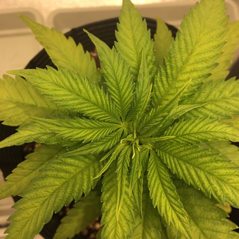 Super Lemon Haze #2 growlog timeline photo