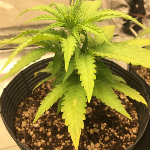 Super Lemon Haze #2 growlog timeline photo