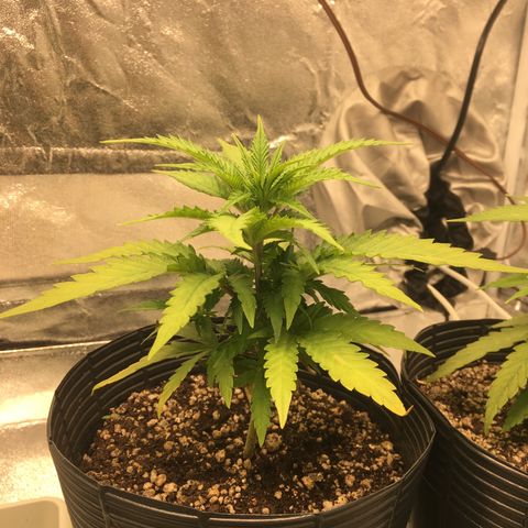 Super Lemon Haze #2 growlog timeline photo