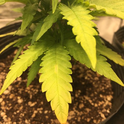 Super Lemon Haze #2 growlog timeline photo