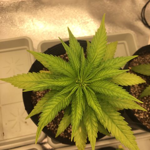 Super Lemon Haze #2 growlog timeline photo