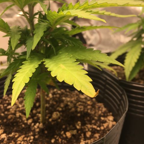 Super Lemon Haze #2 growlog timeline photo