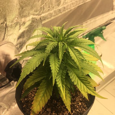 Super Lemon Haze #2 growlog timeline photo