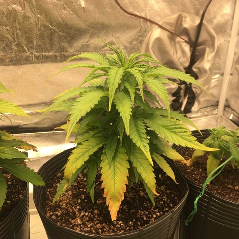 Super Lemon Haze #2 growlog timeline photo