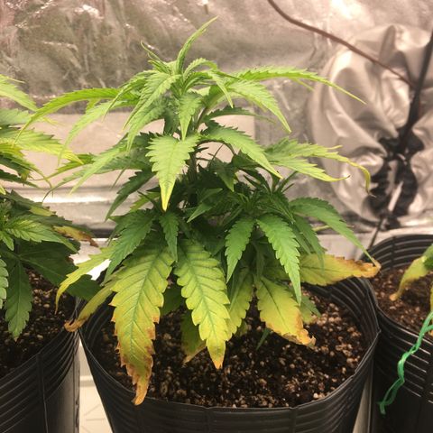 Super Lemon Haze #2 growlog timeline photo