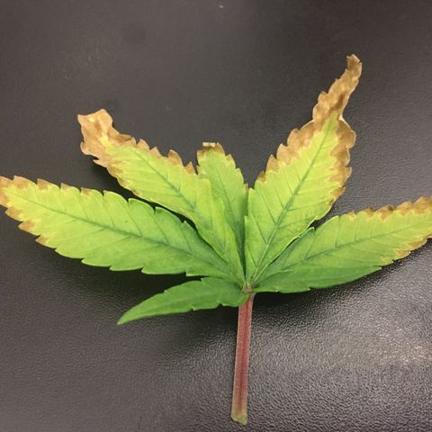 Super Lemon Haze #2 growlog timeline photo