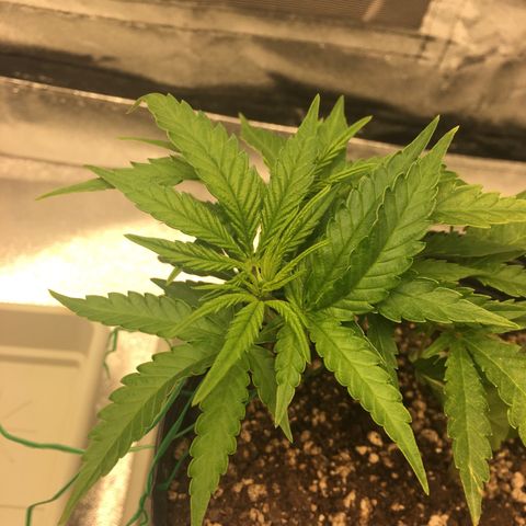 Super Lemon Haze #2 growlog timeline photo